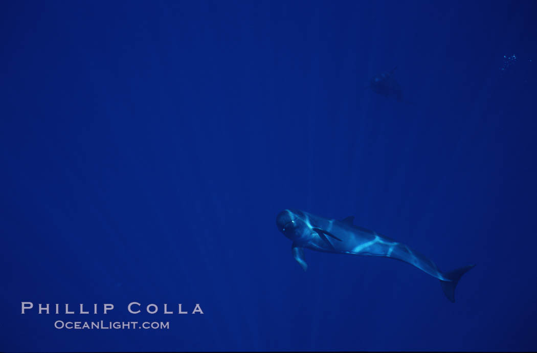 False killer whale. Lanai, Hawaii, USA, Pseudorca crassidens, natural history stock photograph, photo id 04517