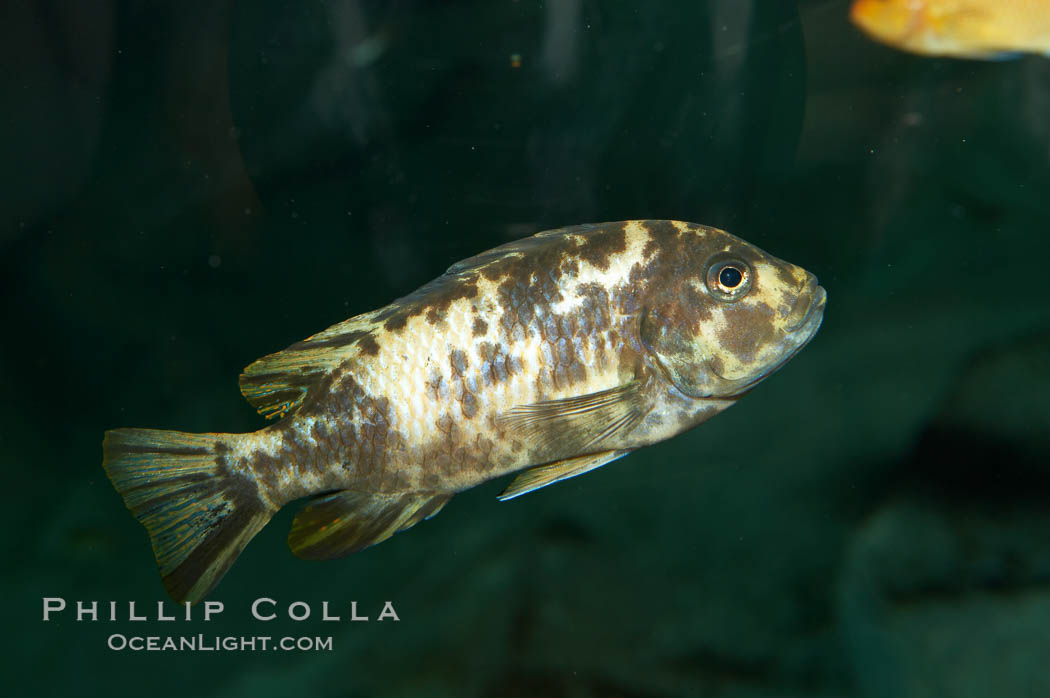 Piebald zebra mbuna., Pseudotropheus zebra, natural history stock photograph, photo id 11014