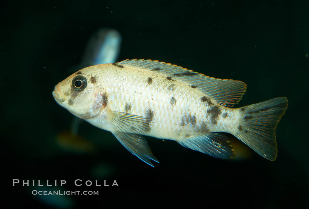 Piebald zebra mbuna., Pseudotropheus zebra, natural history stock photograph, photo id 11011