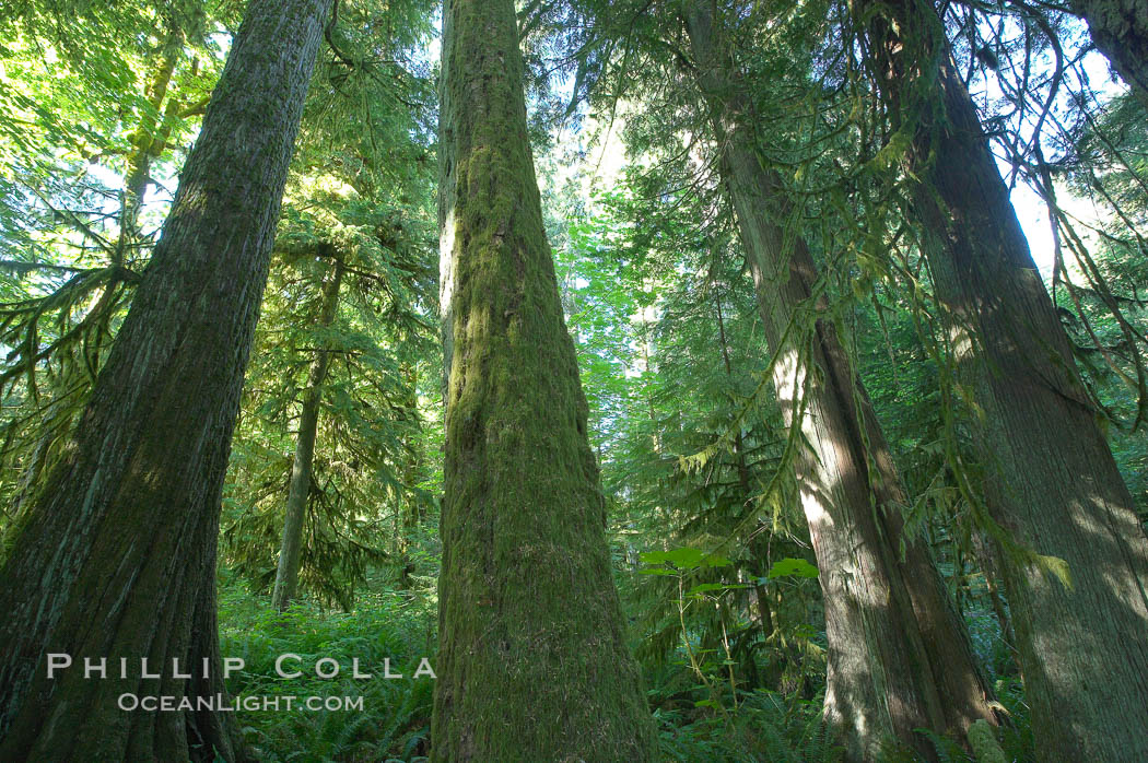 Ancient Douglas fir trees in Cathedral Grove.  Cathedral Grove is home to huge, ancient, old-growth Douglas fir trees.  About 300 years ago a fire killed most of the trees in this grove, but a small number of trees survived and were the originators of what is now Cathedral Grove.  Western redcedar trees grow in adundance in the understory below the taller Douglas fir trees. MacMillan Provincial Park, Vancouver Island, British Columbia, Canada, Pseudotsuga menziesii, natural history stock photograph, photo id 21034