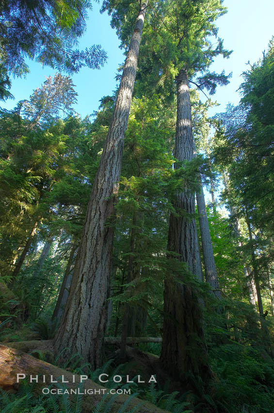 Ancient Douglas fir trees in Cathedral Grove.  Cathedral Grove is home to huge, ancient, old-growth Douglas fir trees.  About 300 years ago a fire killed most of the trees in this grove, but a small number of trees survived and were the originators of what is now Cathedral Grove.  Western redcedar trees grow in adundance in the understory below the taller Douglas fir trees. MacMillan Provincial Park, Vancouver Island, British Columbia, Canada, Pseudotsuga menziesii, natural history stock photograph, photo id 21025