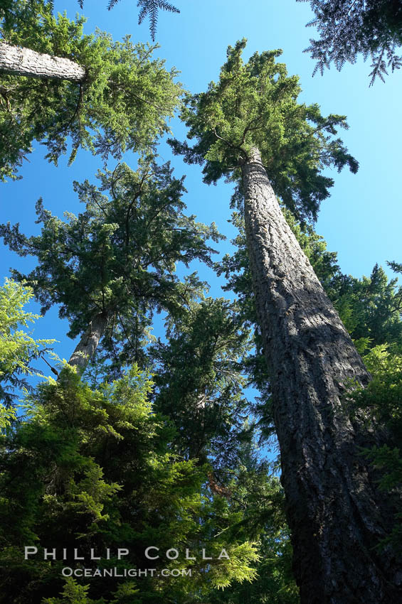 Ancient Douglas fir trees in Cathedral Grove.  Cathedral Grove is home to huge, ancient, old-growth Douglas fir trees.  About 300 years ago a fire killed most of the trees in this grove, but a small number of trees survived and were the originators of what is now Cathedral Grove.  Western redcedar trees grow in adundance in the understory below the taller Douglas fir trees. MacMillan Provincial Park, Vancouver Island, British Columbia, Canada, Pseudotsuga menziesii, natural history stock photograph, photo id 21037