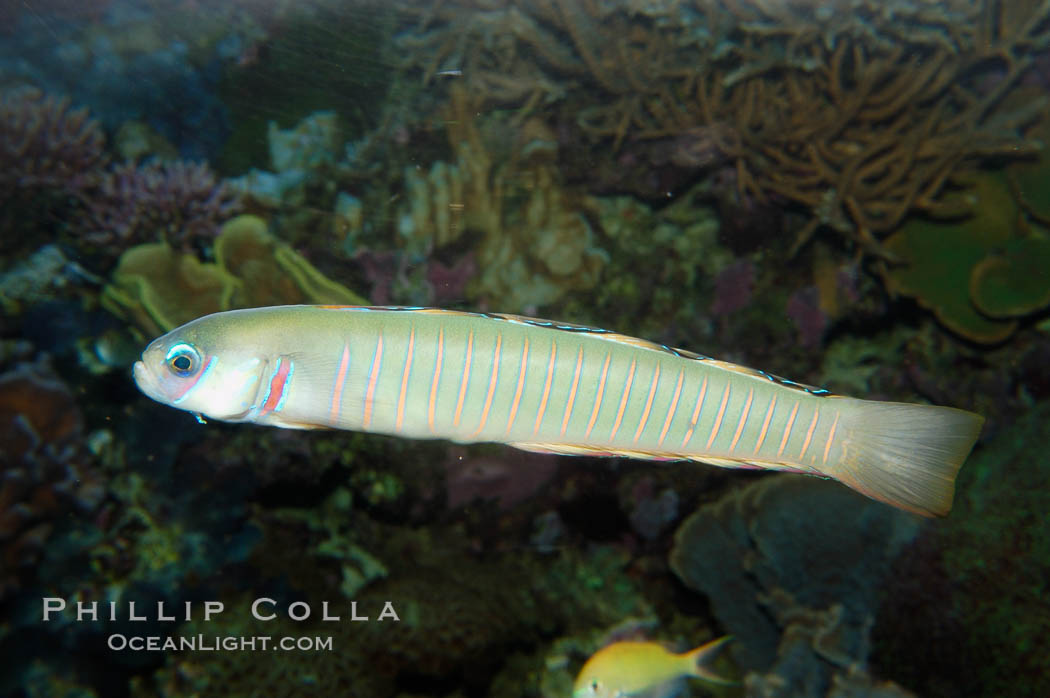 Zebra dartfish., Ptereleotris zebra, natural history stock photograph, photo id 08879