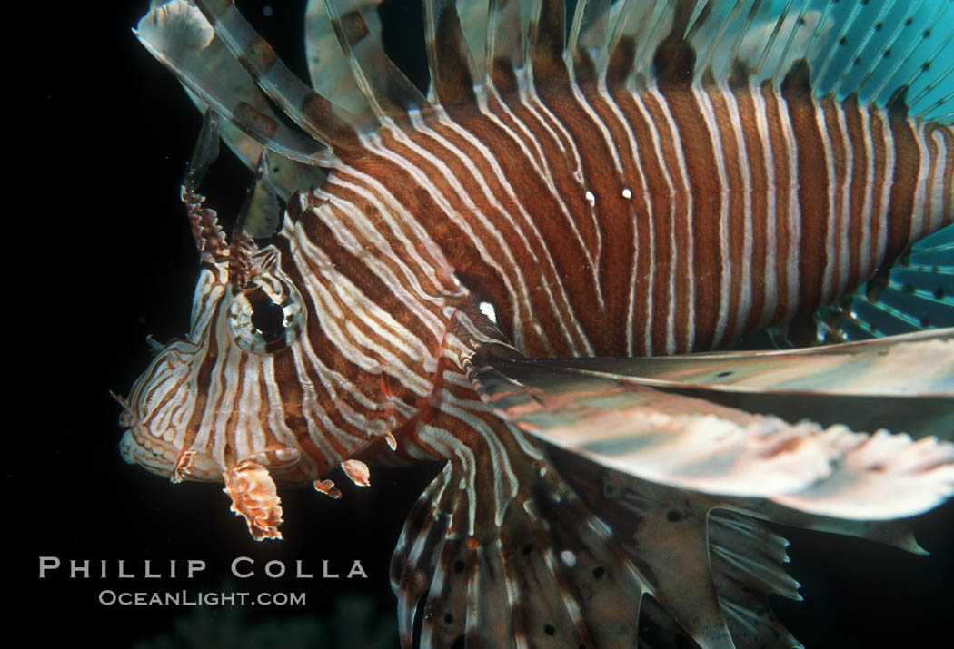 Lionfish. Egyptian Red Sea, Pterois miles, natural history stock photograph, photo id 05238