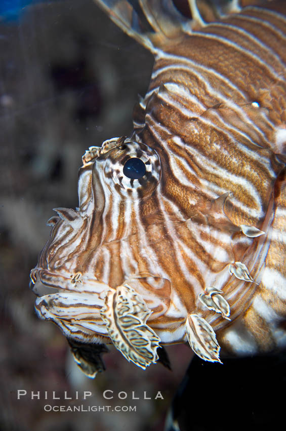 Lionfish., Pterois miles, natural history stock photograph, photo id 14508