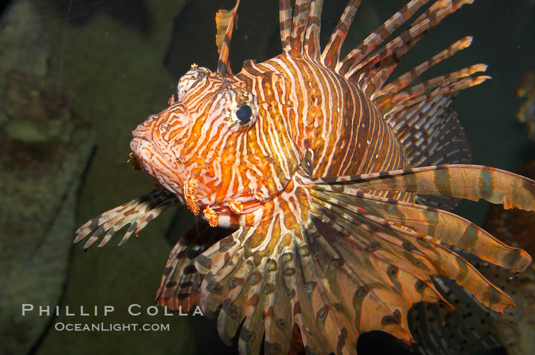 Lionfish., Pterois volitans, natural history stock photograph, photo id 12924