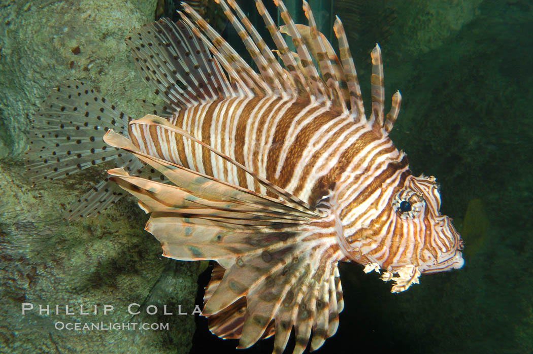 Lionfish., Pterois volitans, natural history stock photograph, photo id 08863