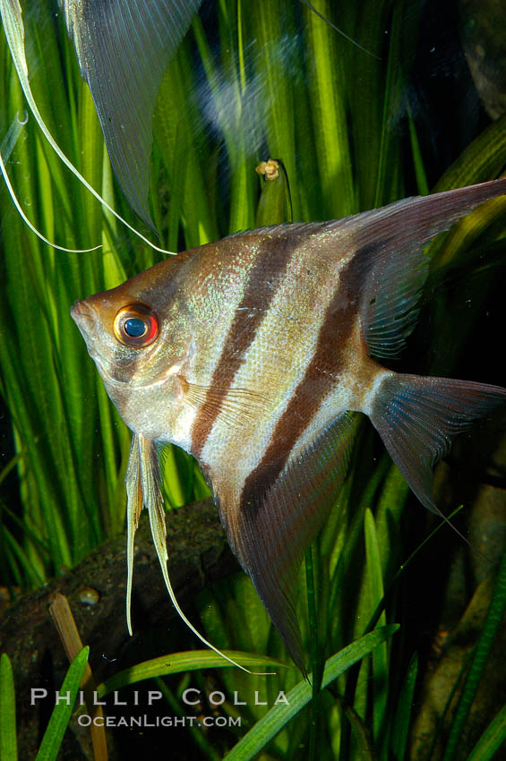 Altum angelfish., Pterophyllum altum, natural history stock photograph, photo id 09813