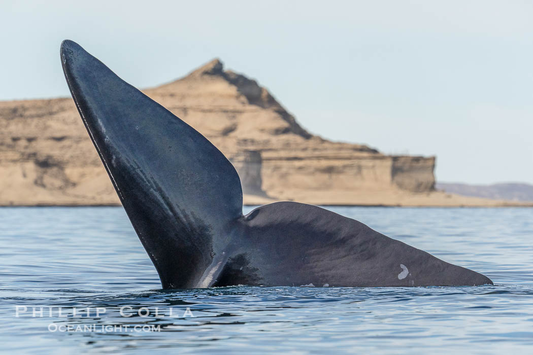 Southern Right Whale with fluke raised out of the water with the famous "pyramid" of Puerto Piramides in the distance. By permission of the Government of Argentina, Chubut, permit # 51 / 2025-SsCyA., Eubalaena australis, natural history stock photograph, photo id 41186