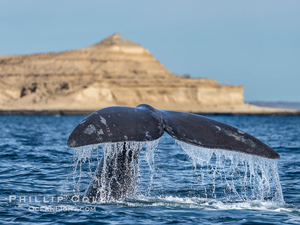 Southern Right Whale with fluke raised out of the water with the famous Southern Right Whale with fluke raised out of the water with the famous