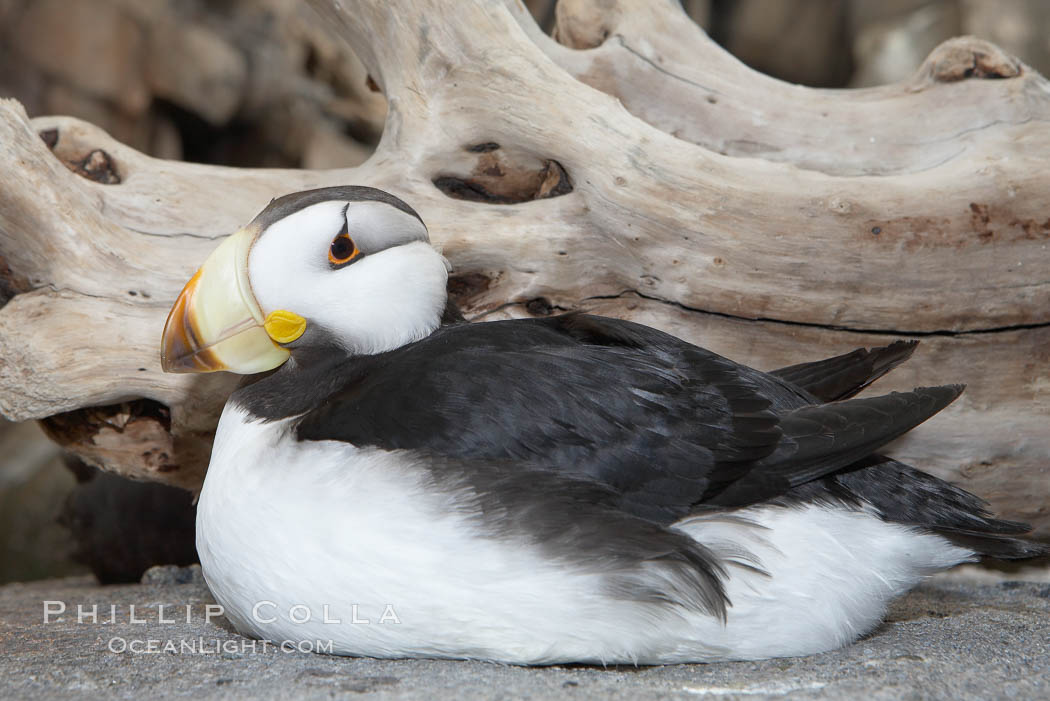 Puffin., natural history stock photograph, photo id 19012