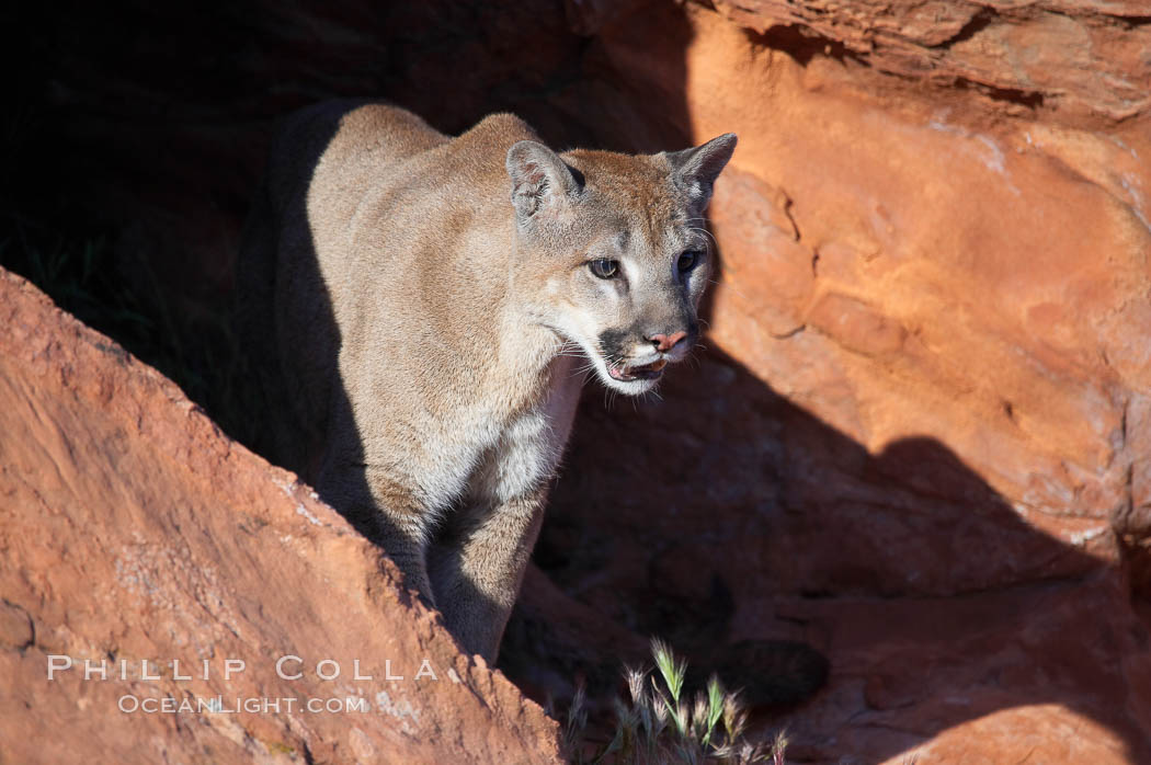 Mountain lion., Puma concolor, natural history stock photograph, photo id 12334