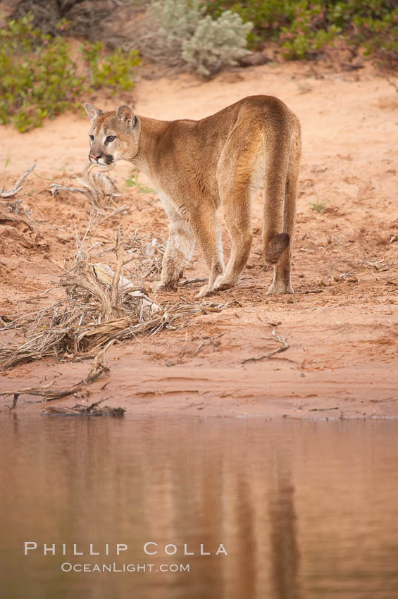 Mountain lion., Puma concolor, natural history stock photograph, photo id 12338