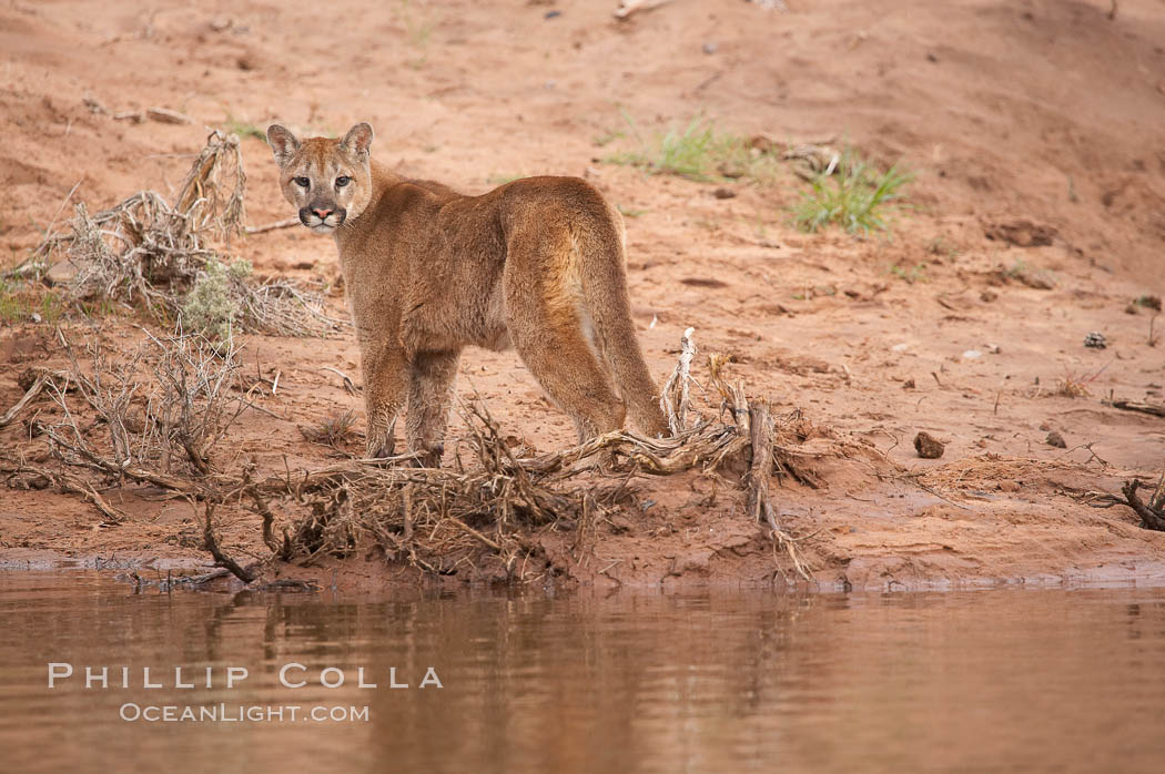 Mountain lion., Puma concolor, natural history stock photograph, photo id 12342