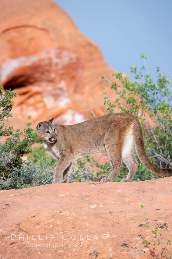 Mountain lion., Puma concolor, natural history stock photograph, photo id 12350