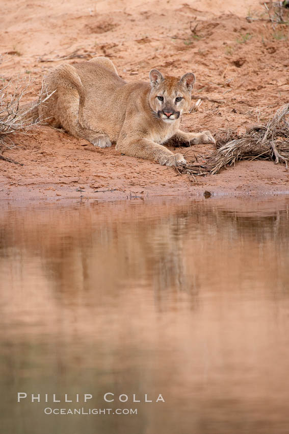 Mountain lion., Puma concolor, natural history stock photograph, photo id 12390