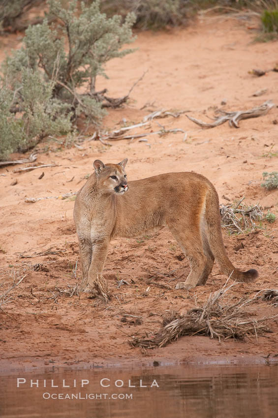 Mountain lion., Puma concolor, natural history stock photograph, photo id 12394