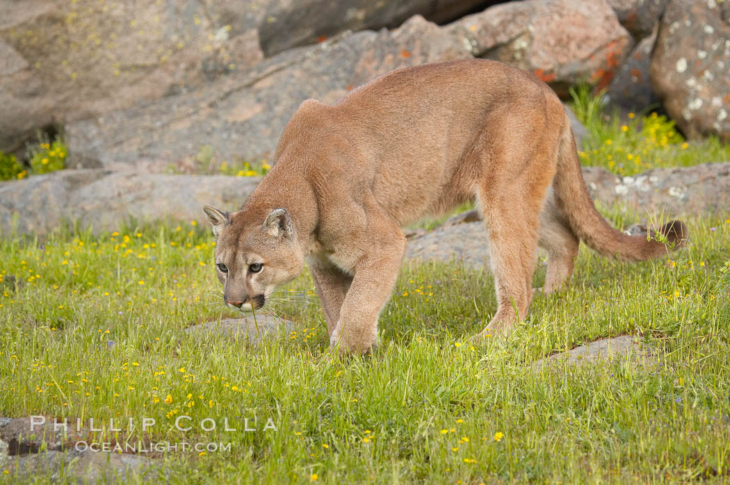 Mountain lion, Sierra Nevada foothills, Mariposa, California., Puma concolor, natural history stock photograph, photo id 15810
