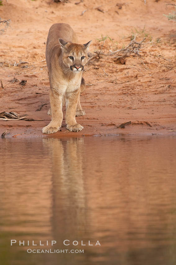 Mountain lion., Puma concolor, natural history stock photograph, photo id 12336