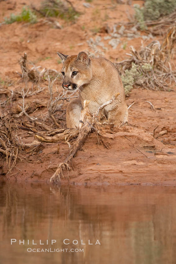 Mountain lion., Puma concolor, natural history stock photograph, photo id 12340