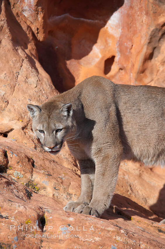 Mountain lion., Puma concolor, natural history stock photograph, photo id 12344