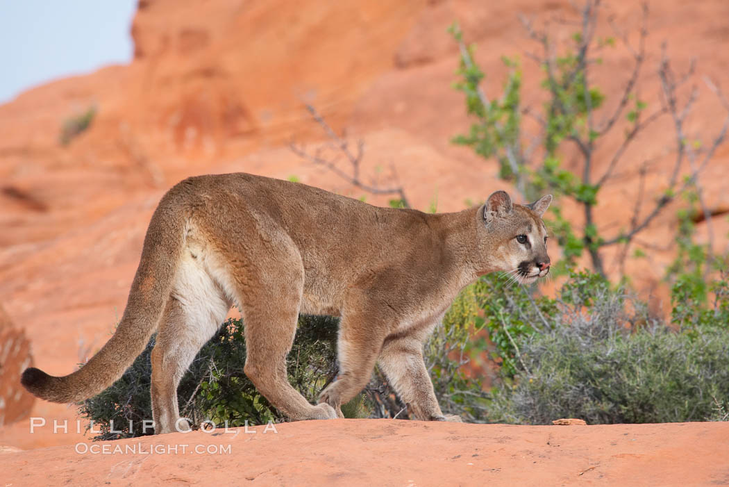 Mountain lion., Puma concolor, natural history stock photograph, photo id 12348