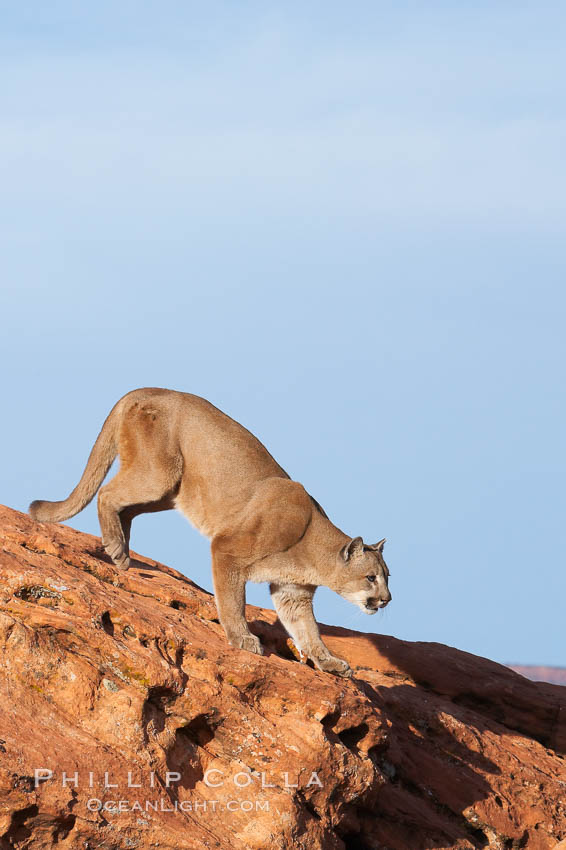 Mountain lion., Puma concolor, natural history stock photograph, photo id 12364