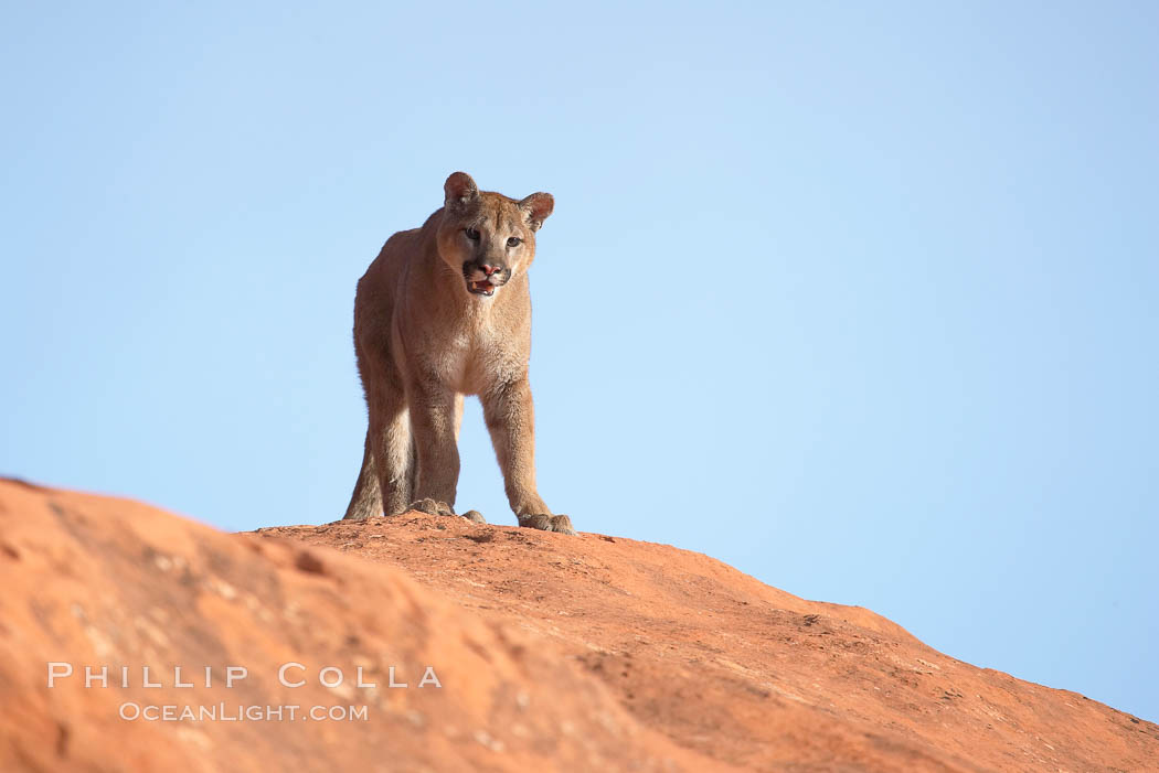 Mountain lion., Puma concolor, natural history stock photograph, photo id 12372