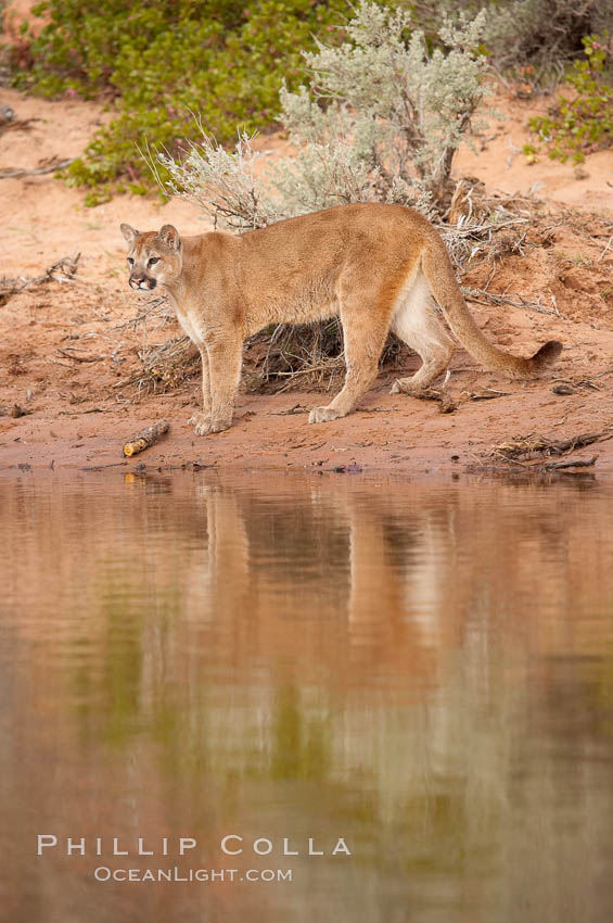 Mountain lion., Puma concolor, natural history stock photograph, photo id 12376