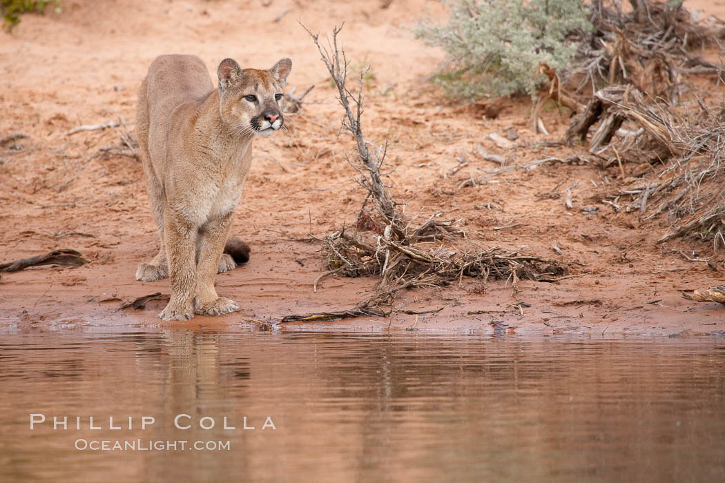 Mountain lion., Puma concolor, natural history stock photograph, photo id 12396