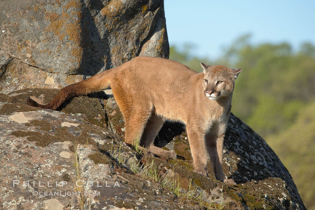 Mountain lion, Sierra Nevada foothills, Mariposa, California., Puma concolor, natural history stock photograph, photo id 15808