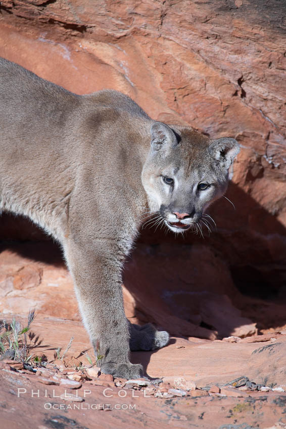 Mountain lion., Puma concolor, natural history stock photograph, photo id 12335