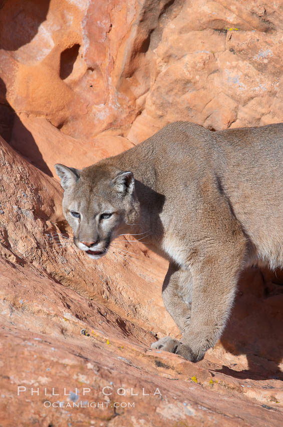Mountain lion., Puma concolor, natural history stock photograph, photo id 12343