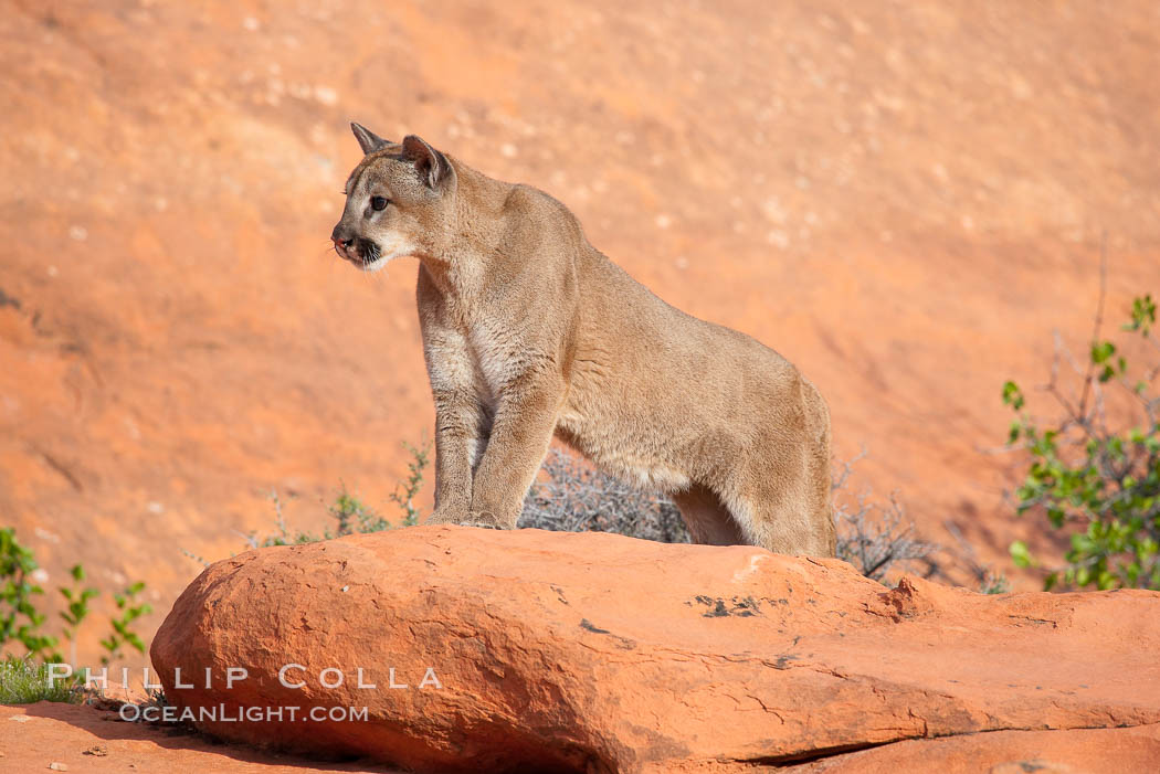 Mountain lion., Puma concolor, natural history stock photograph, photo id 12351