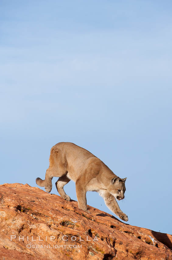 Mountain lion., Puma concolor, natural history stock photograph, photo id 12363