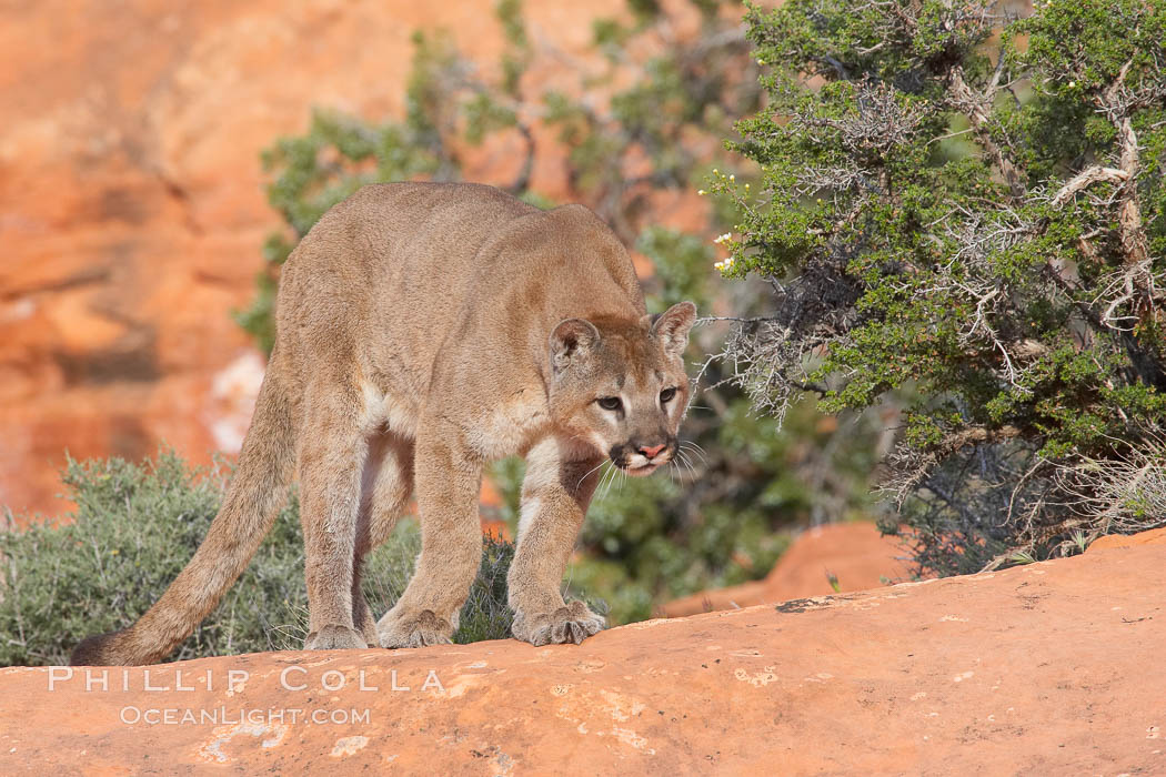 Mountain lion., Puma concolor, natural history stock photograph, photo id 12371
