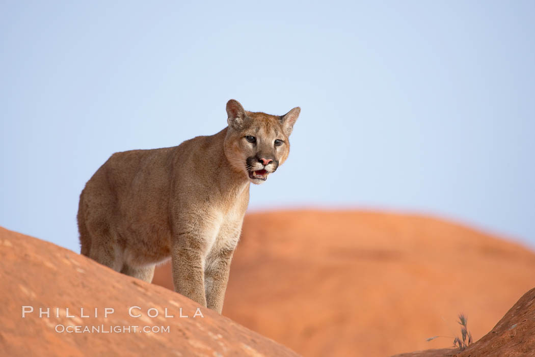 Mountain lion., Puma concolor, natural history stock photograph, photo id 12375