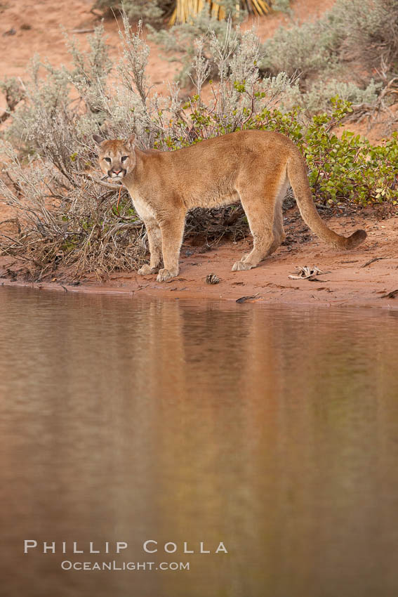 Mountain lion., Puma concolor, natural history stock photograph, photo id 12387