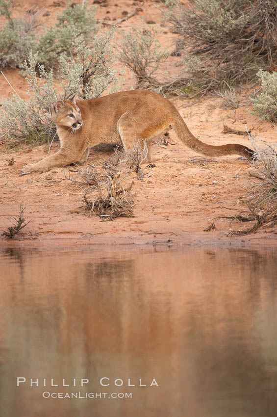 Mountain lion., Puma concolor, natural history stock photograph, photo id 12337