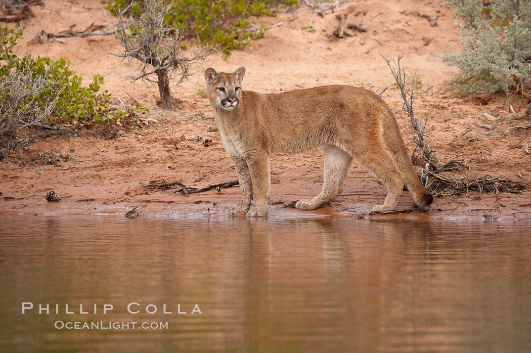 Mountain lion., Puma concolor, natural history stock photograph, photo id 12341