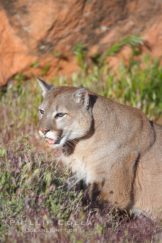 Mountain lion., Puma concolor, natural history stock photograph, photo id 12345