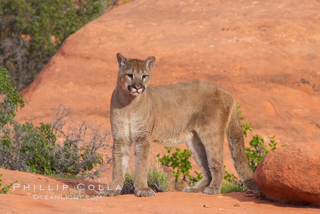 Mountain lion., Puma concolor, natural history stock photograph, photo id 12349