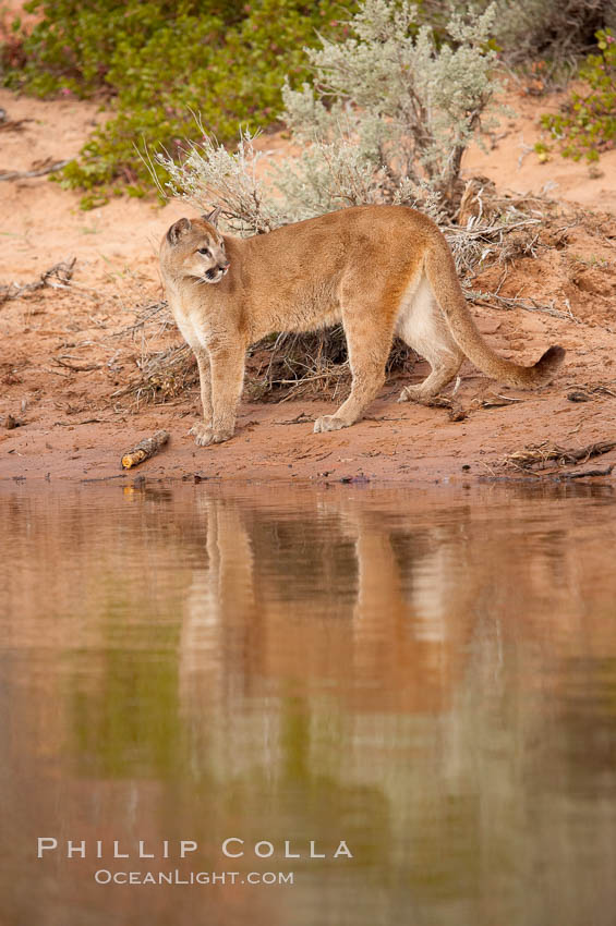 Mountain lion., Puma concolor, natural history stock photograph, photo id 12377
