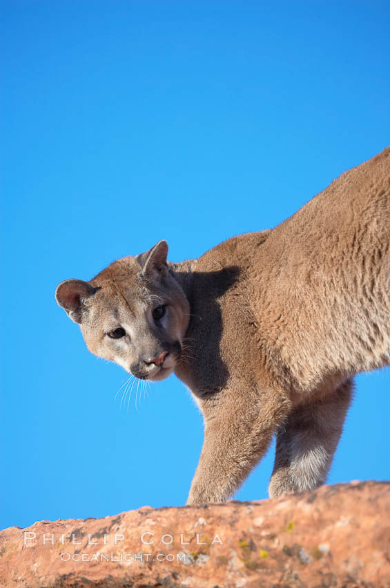 Mountain lion., Puma concolor, natural history stock photograph, photo id 12381