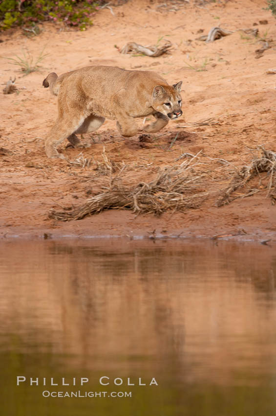 Mountain lion., Puma concolor, natural history stock photograph, photo id 12389