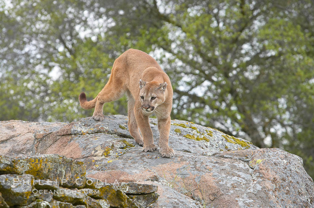 Mountain lion, Sierra Nevada foothills, Mariposa, California., Puma concolor, natural history stock photograph, photo id 15805