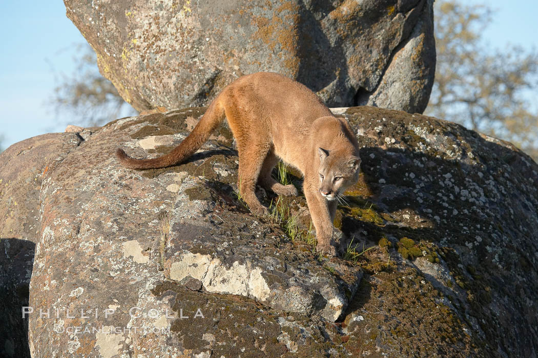 Mountain lion, Sierra Nevada foothills, Mariposa, California., Puma concolor, natural history stock photograph, photo id 15809