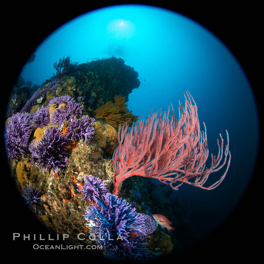 California reef covered with purple hydrocoral (Stylaster californicus, Allopora californica) and Red gorgonia (Lophogorgia chilensis). Catalina Island, USA, Allopora californica, Stylaster californicus, Leptogorgia chilensis, Lophogorgia chilensis, natural history stock photograph, photo id 37178