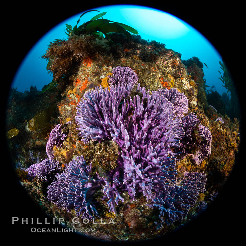 California reef covered with purple hydrocoral (Stylaster californicus, Allopora californica). Catalina Island, USA, Allopora californica, Stylaster californicus, natural history stock photograph, photo id 37172