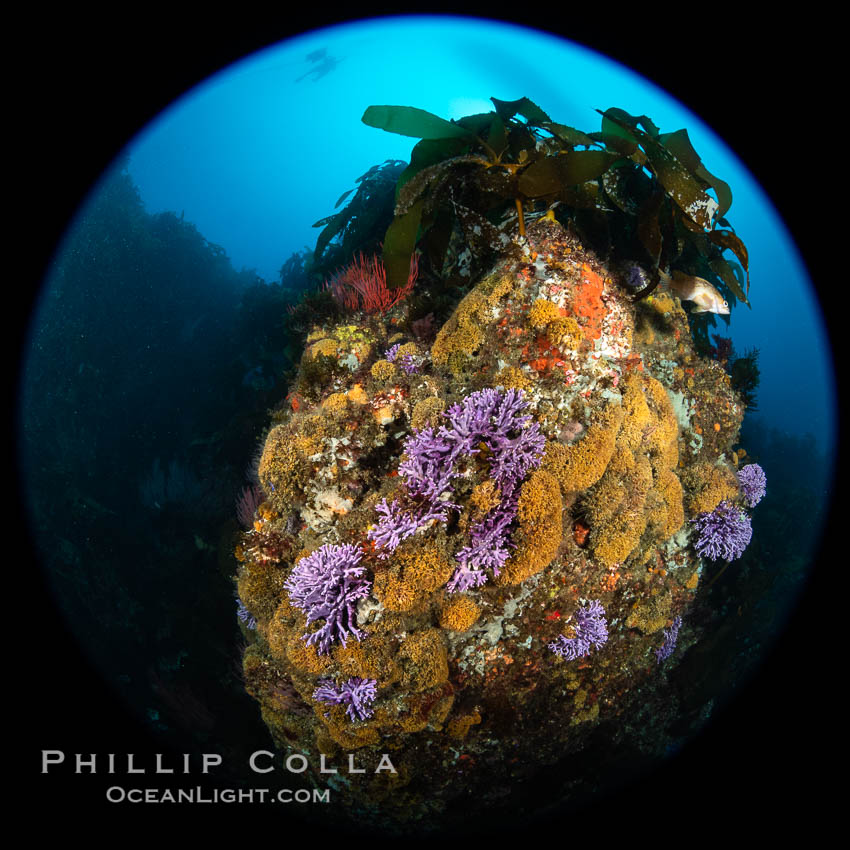 Farnsworth Bank reef covered with purple hydrocoral (Stylaster californicus, Allopora californica), clusters of orange bryozoans, gorgonians and kelp, Catalina Island. California, USA, Allopora californica, Stylaster californicus, natural history stock photograph, photo id 37176